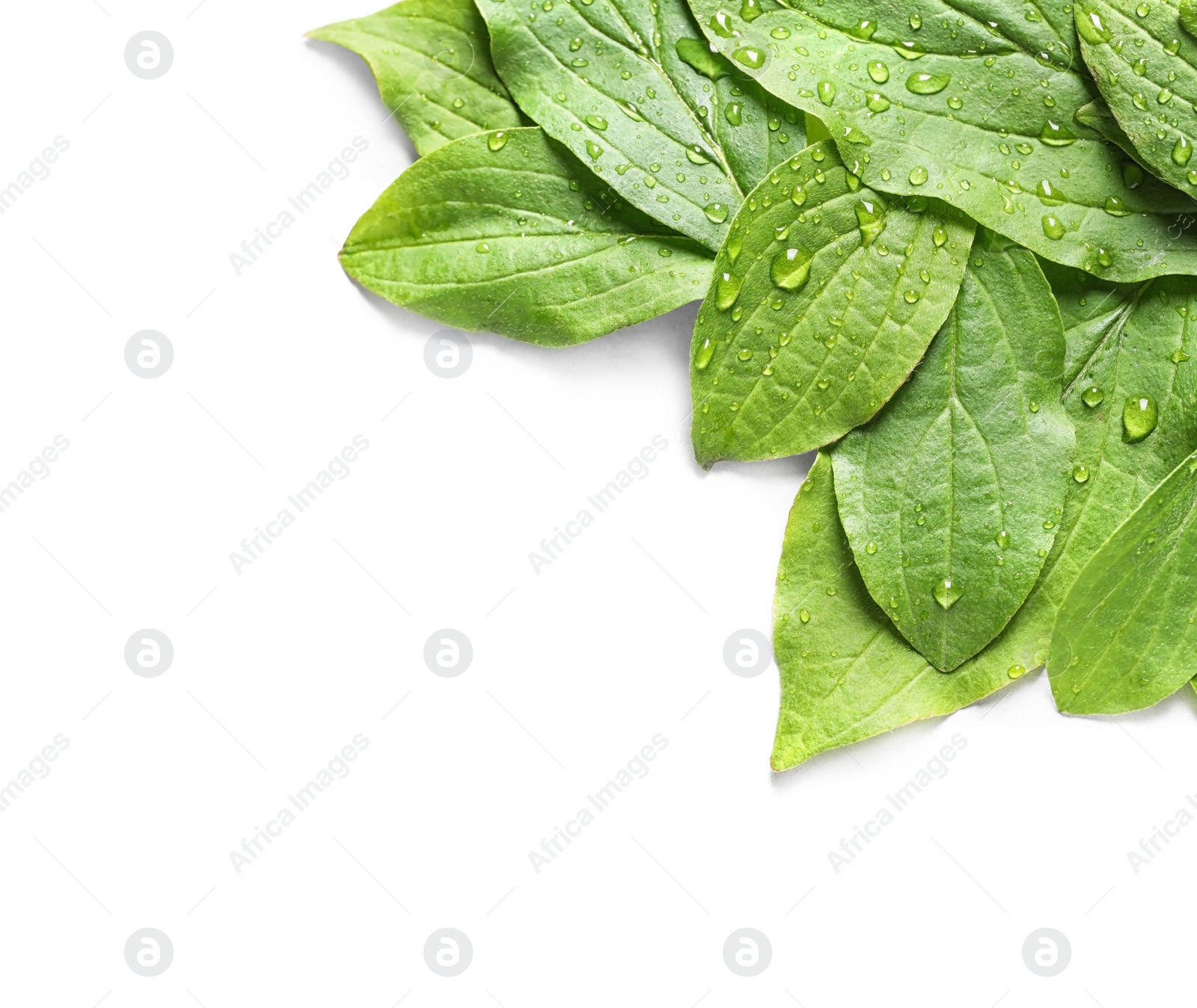 Photo of Green leaves with dew on white background, top view