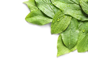 Photo of Green leaves with dew on white background, top view