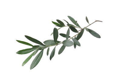 Photo of Olive twig with fresh green leaves isolated on white