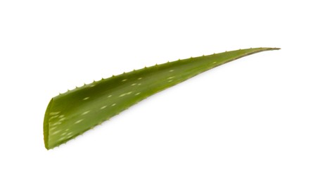 Photo of Green aloe vera leaf isolated on white