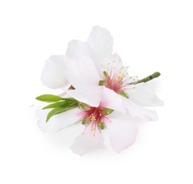 Beautiful spring tree blossoms isolated on white