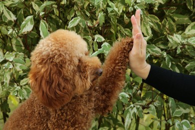 Photo of Cute Maltipoo dog giving high five to woman outdoors, closeup