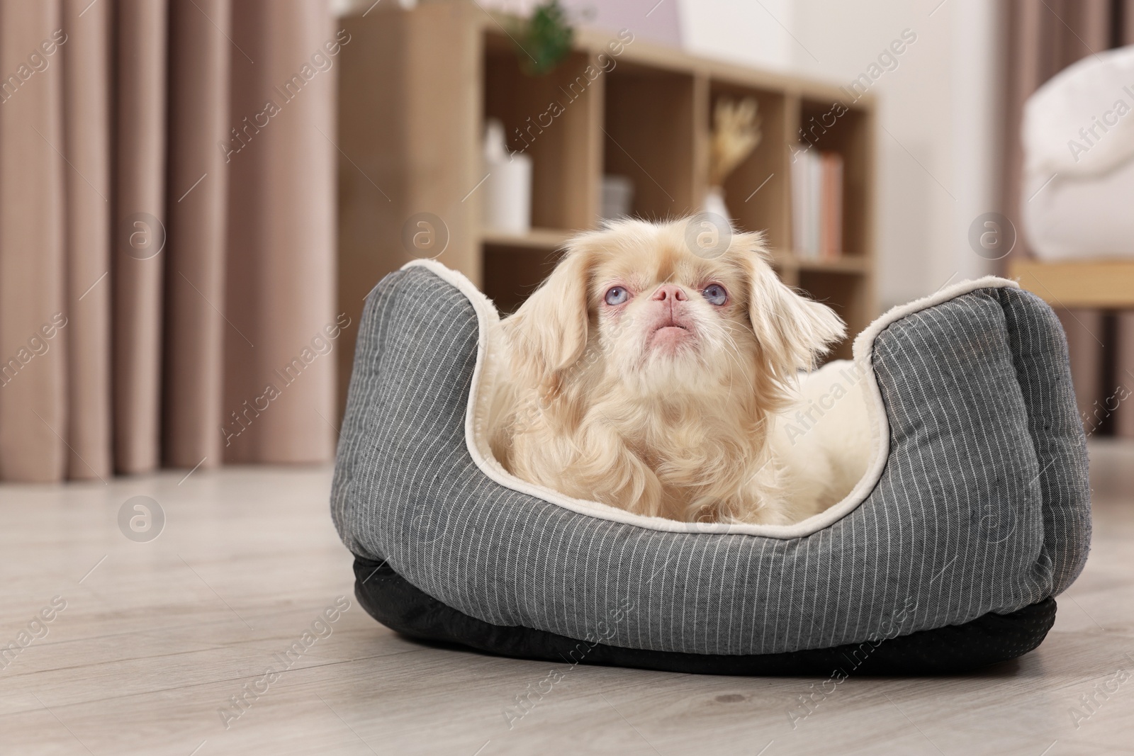 Photo of Cute Pekingese dog on pet bed in room