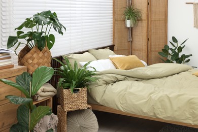 Comfortable bed and beautiful green houseplants in bedroom