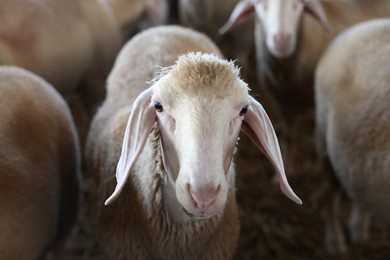 Photo of Portrait of sheep at farm. Cute animals