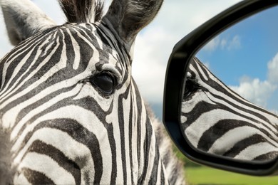 Photo of Cute curious African zebra near car in safari park, closeup