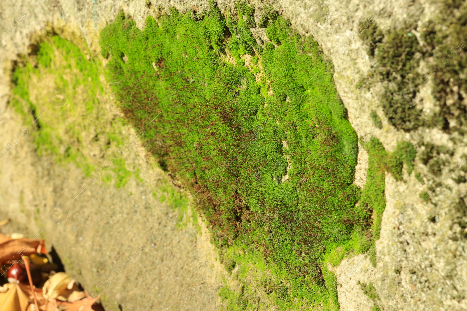 Photo of Textured wall with green moss outdoors, closeup