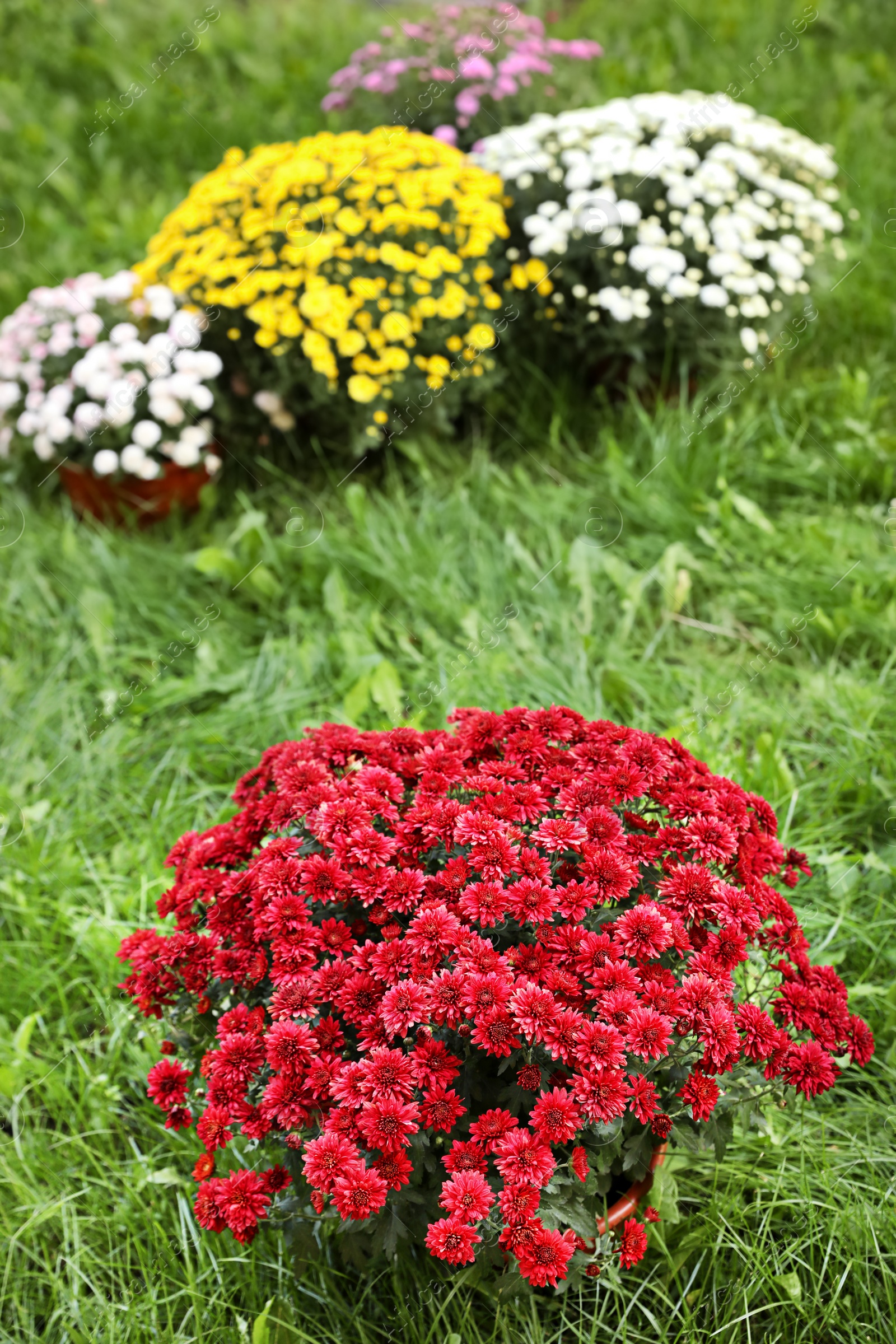 Photo of Beautiful blooming Chrysanthemum bushes outdoors. Autumn flowers