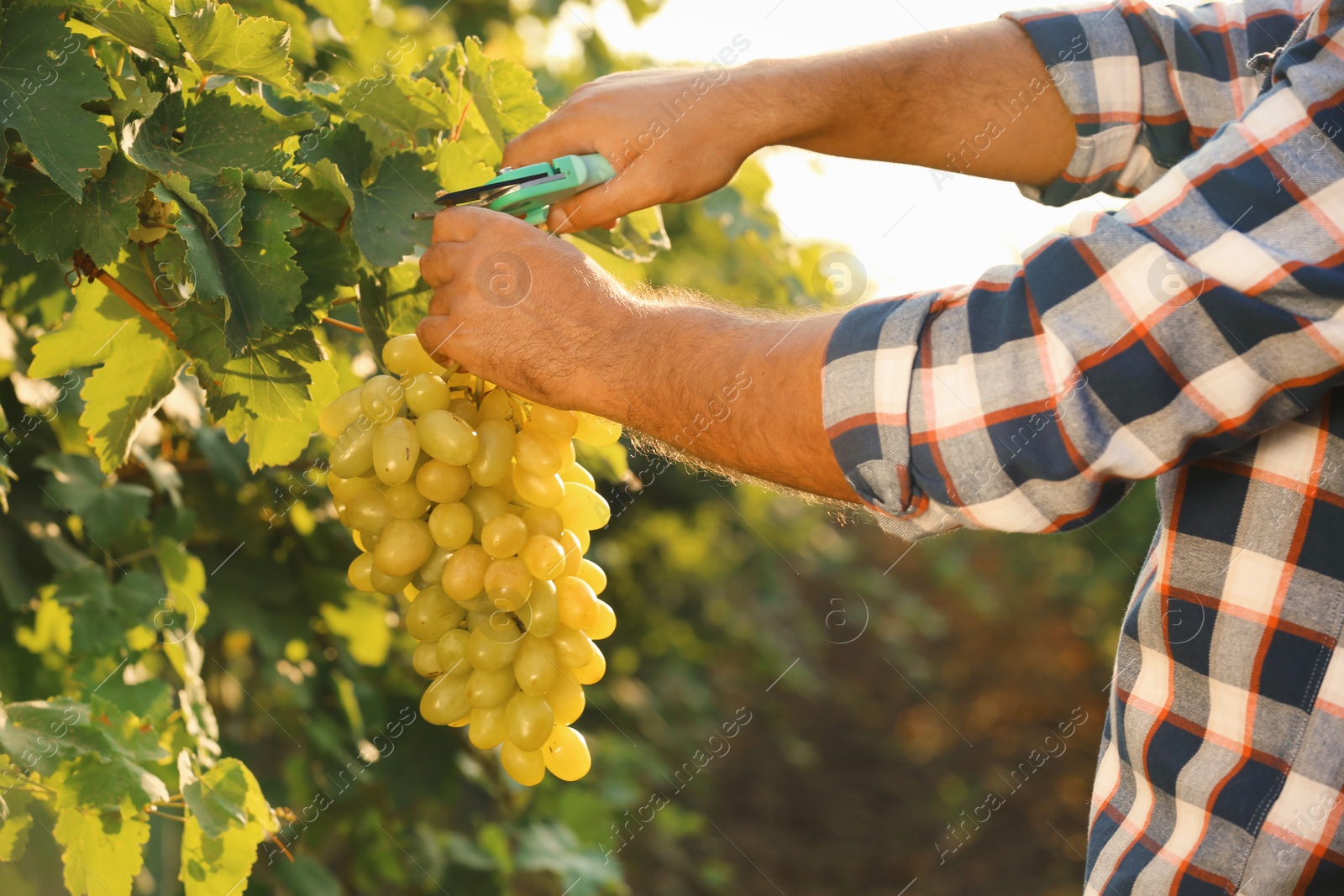 Photo of Man cutting bunch of fresh ripe juicy grapes with pruner, closeup