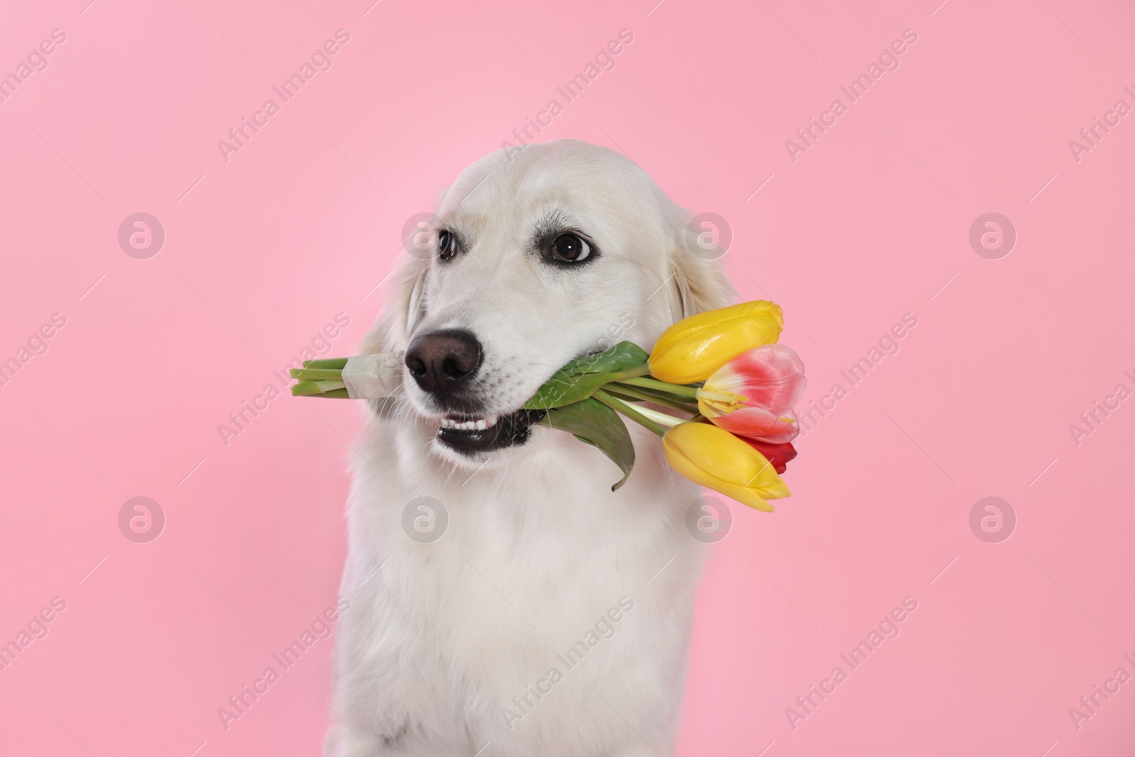 Photo of Cute Labrador Retriever with beautiful tulip flowers on pink background