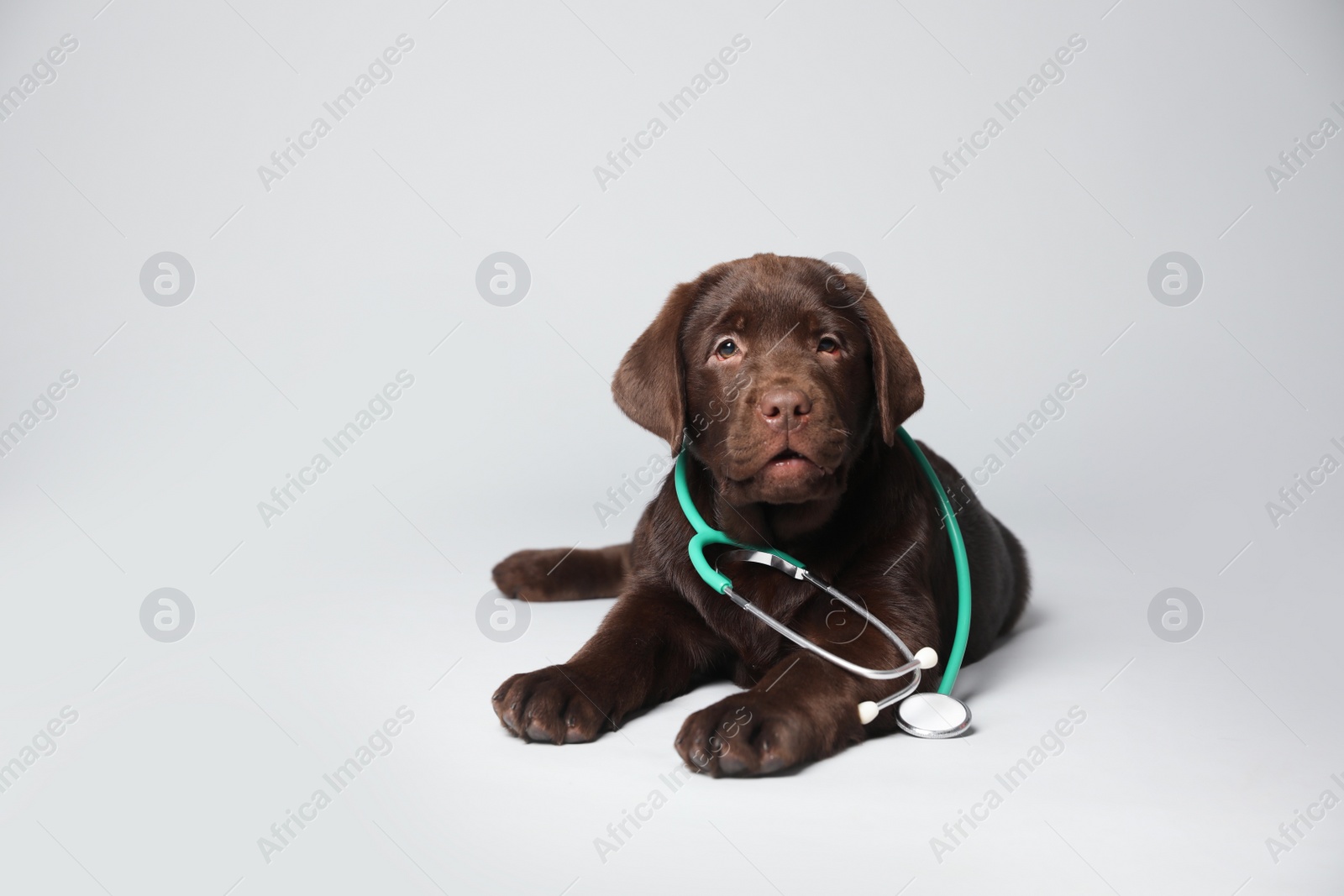 Photo of Cute Labrador dog with stethoscope as veterinarian on white background