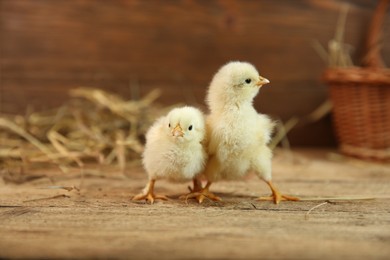Cute chicks on wooden table. Baby animals