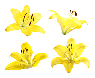 Set of beautiful blooming yellow lilies on white background