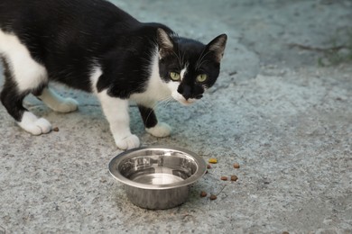 Photo of Stray cat near bowl with water outdoors