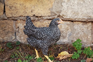 Beautiful chicken near stone fence in farmyard. Domestic animal