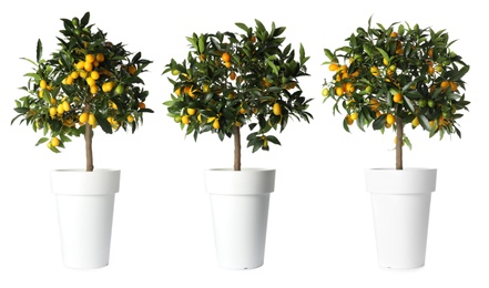 Set of kumquat trees with fruits in flowerpots on white background. Banner design