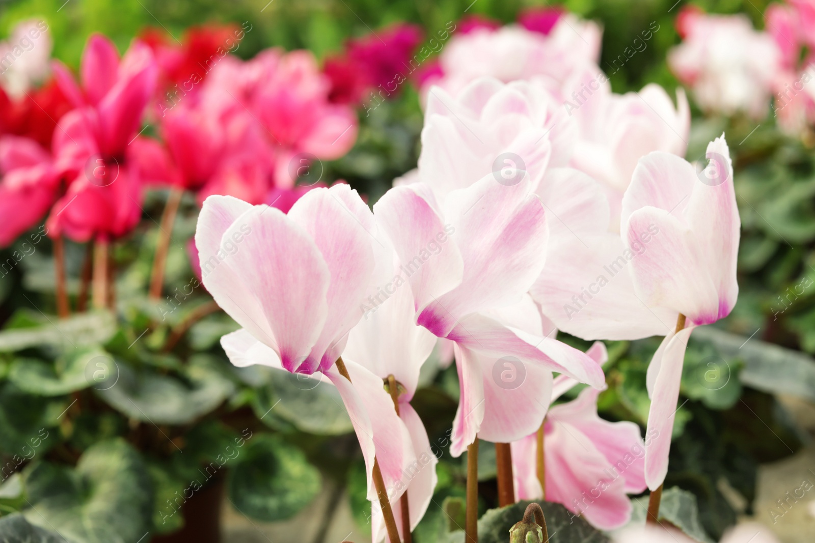 Photo of Many fresh blooming flowers, closeup. Home gardening