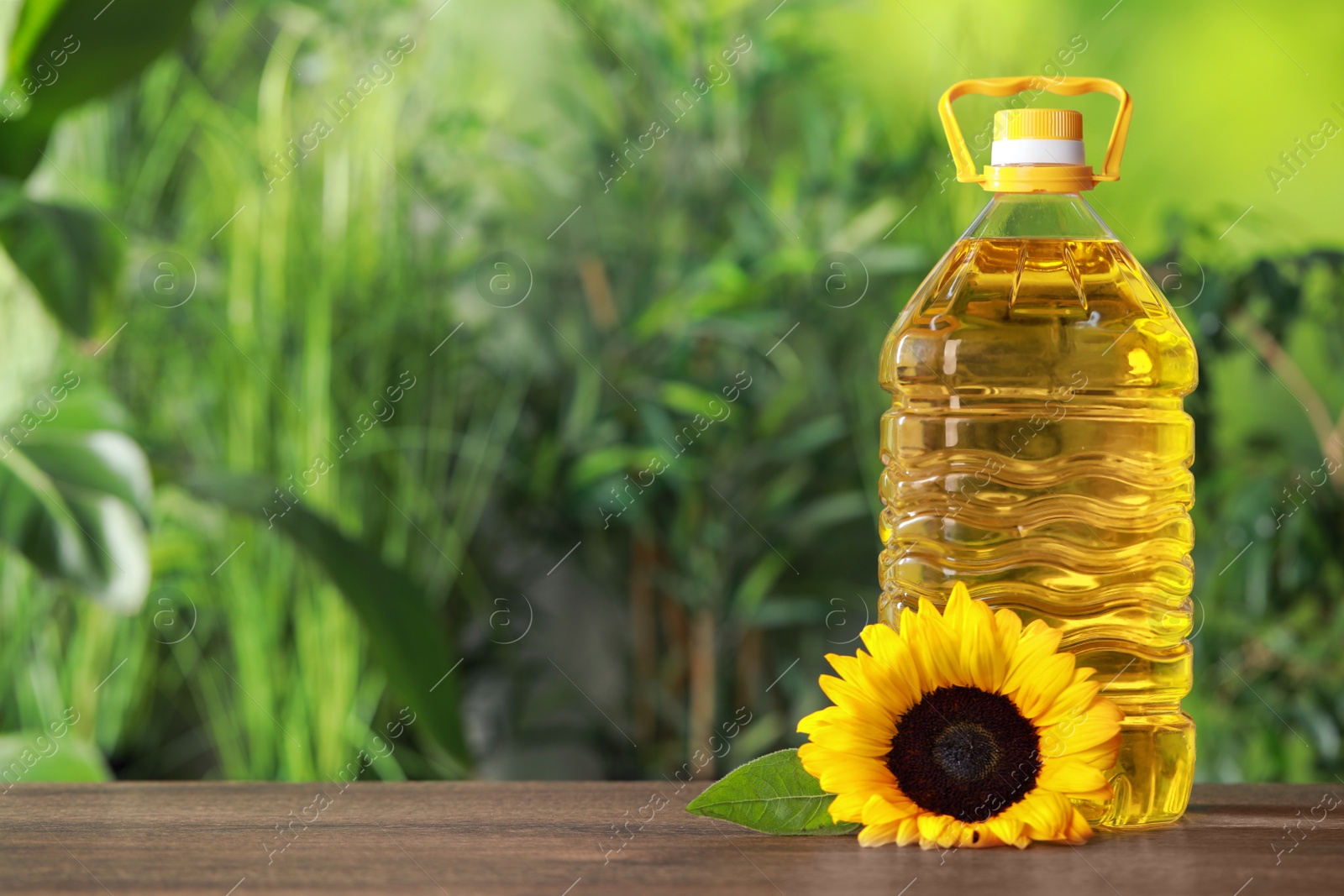 Photo of Bottle of cooking oil and sunflower on wooden table against blurred background, space for text
