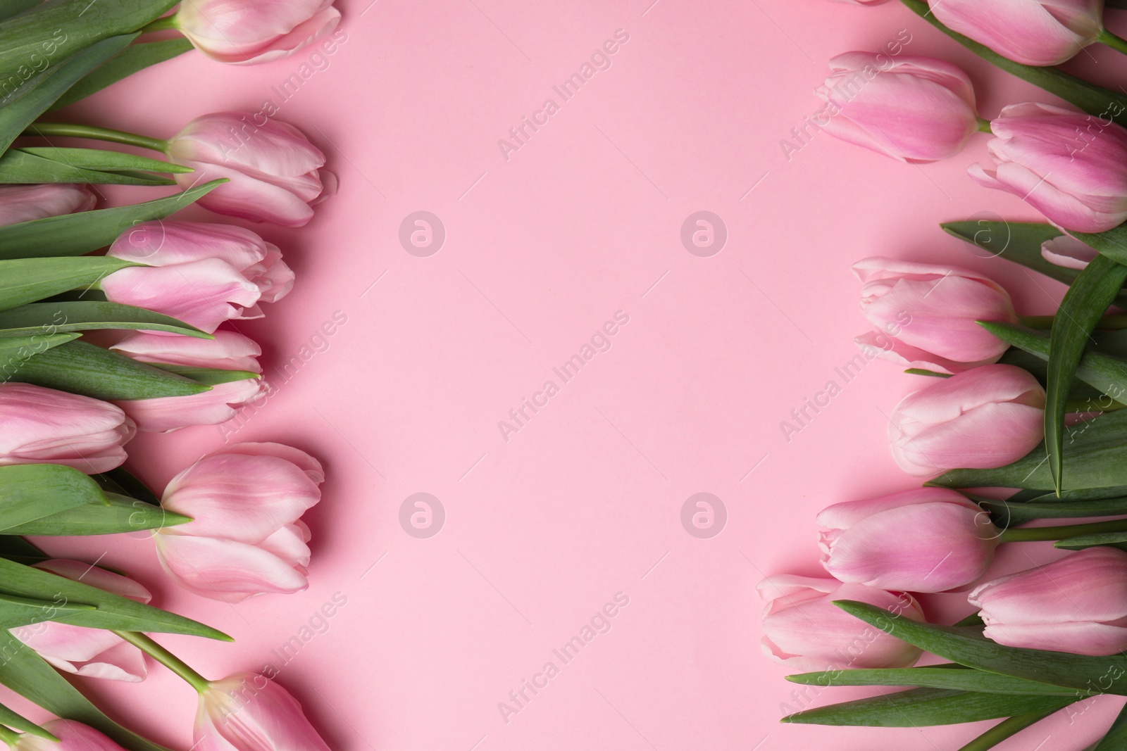 Photo of Beautiful spring tulips on light pink background, flat lay. Space for text