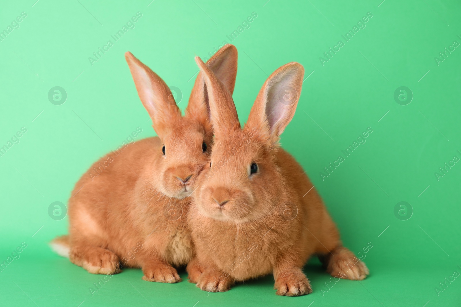 Photo of Cute bunnies on green background. Easter symbol