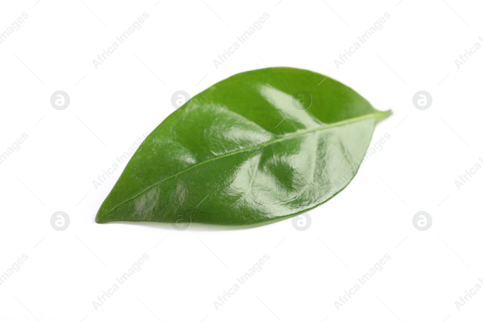 Photo of Fresh green coffee leaf isolated on white