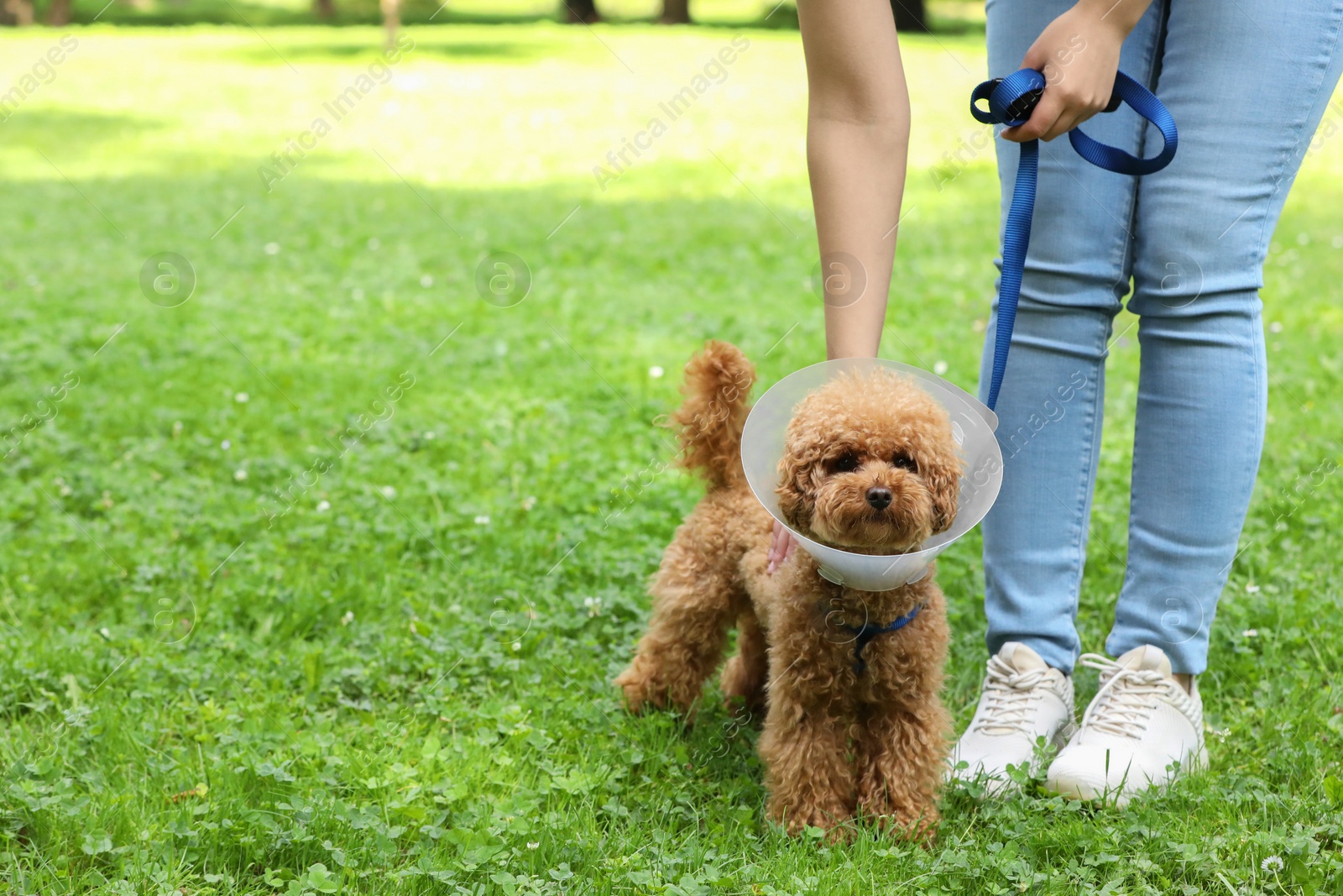 Photo of Woman with her cute Maltipoo dog in Elizabethan collar outdoors, closeup. Space for text