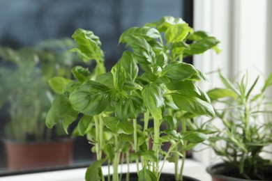 Photo of Aromatic potted basil and rosemary on windowsill indoors, closeup