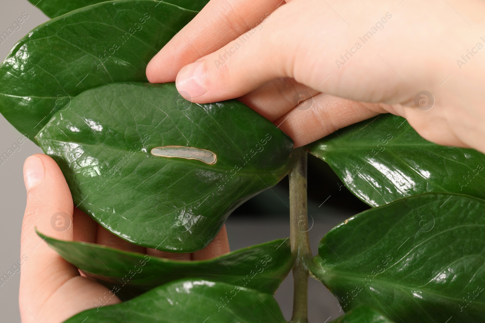 Photo of Woman touching houseplant with damaged leaf, closeup