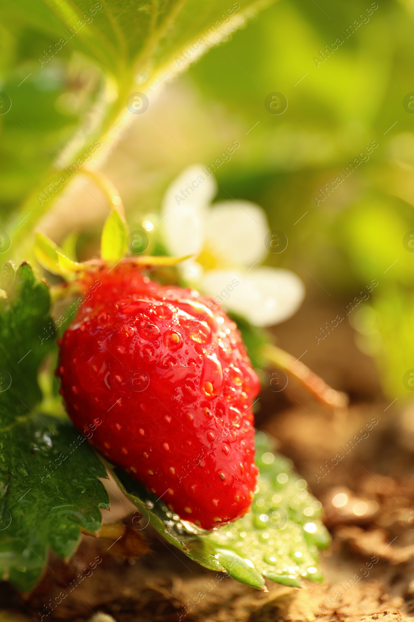 Photo of Strawberry plant with ripe berry on blurred background, closeup