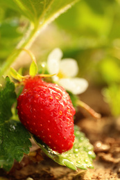 Strawberry plant with ripe berry on blurred background, closeup