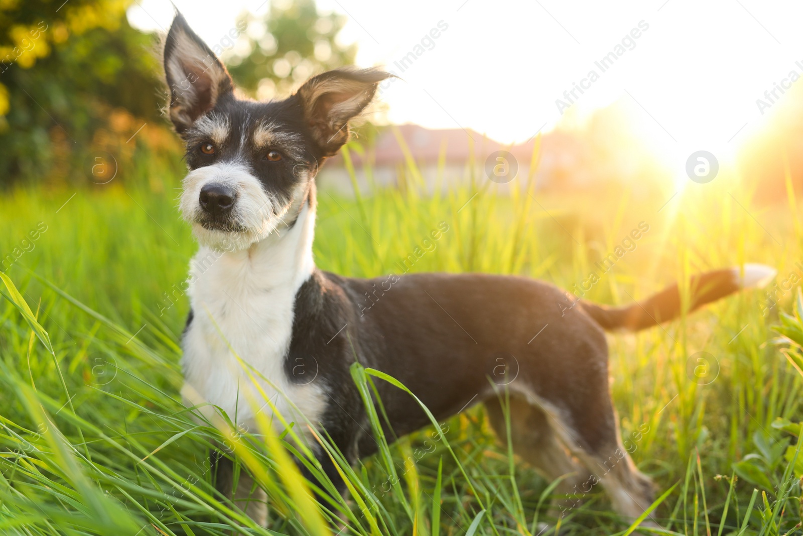 Photo of Cute fluffy dog in green grass at sunset