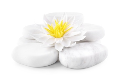 Photo of Beautiful lotus flower and stones on white background