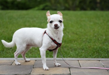 Photo of Cute little Chihuahua on walkway near green lawn. Dog walking