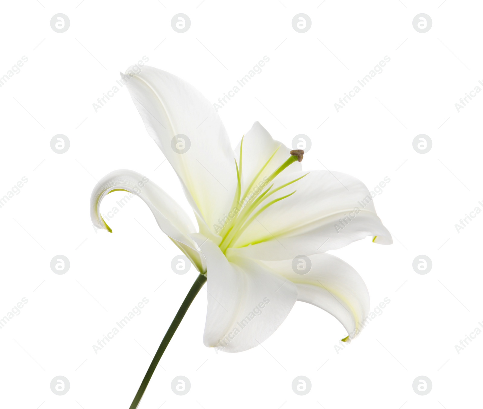 Photo of Beautiful fresh lily flower isolated on white