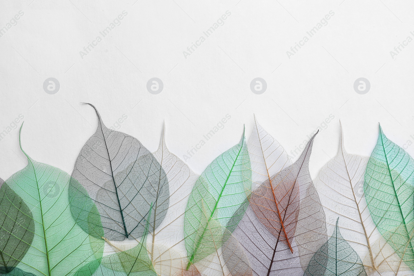 Photo of Beautiful decorative skeleton leaves and space for text on white background, top view