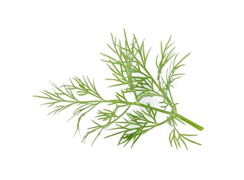 Photo of Sprig of fresh dill isolated on white, top view