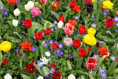 Photo of Many different colorful flowers growing outdoors, above view. Spring season