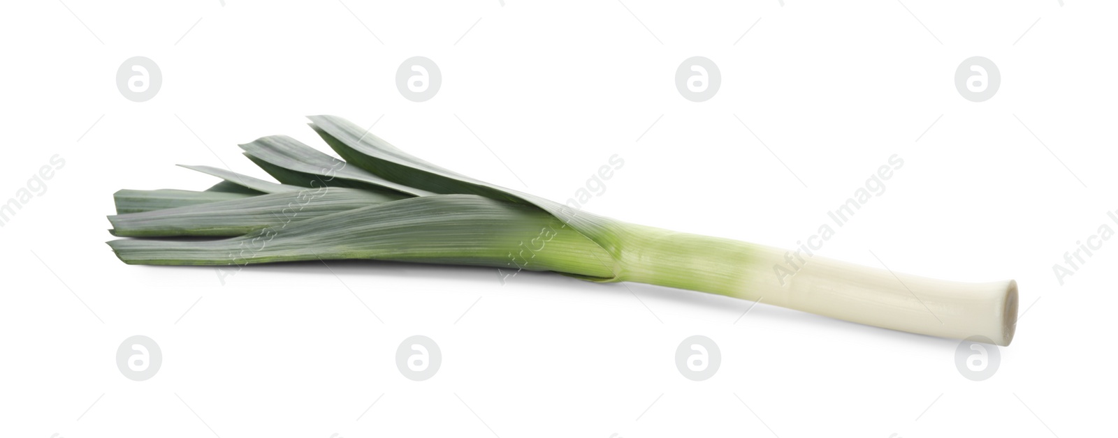 Photo of Fresh raw leek isolated on white. Ripe onion