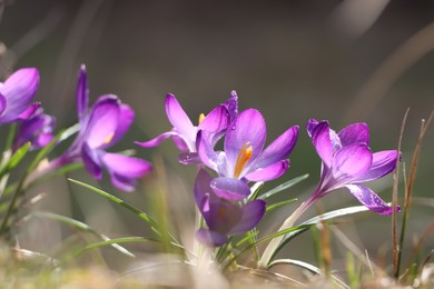 Photo of Fresh purple crocus flowers growing on blurred background