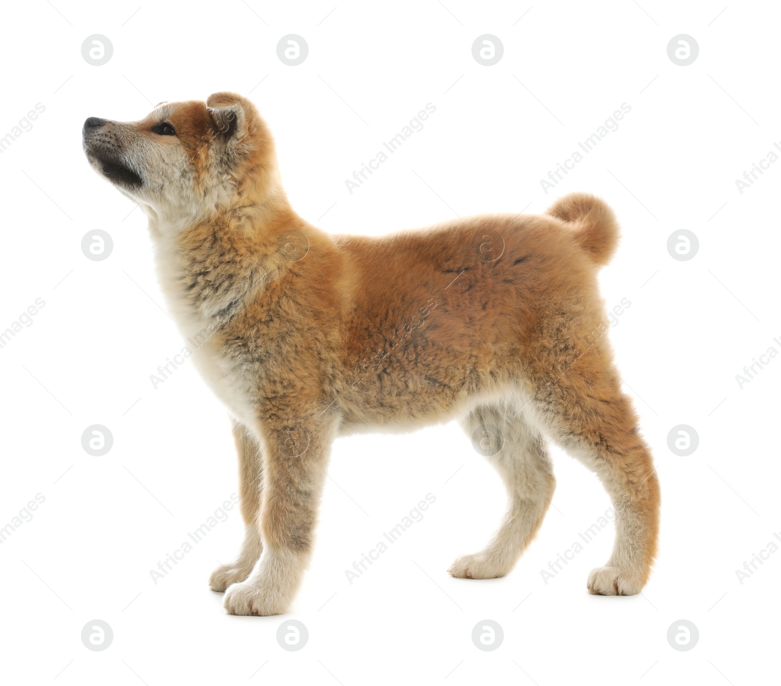 Photo of Cute akita inu puppy isolated on white