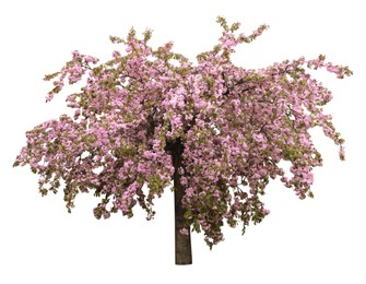 Image of Beautiful blossoming sakura tree on white background