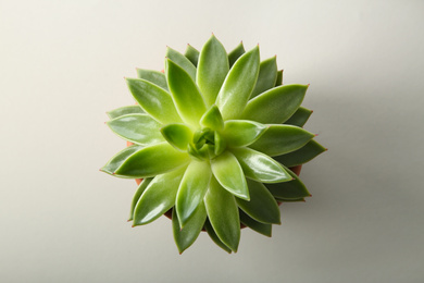 Photo of Beautiful echeveria on white background, top view. Succulent plant