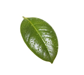 Photo of Fresh green leaf of Ficus elastica plant isolated on white