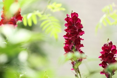 Photo of Beautiful spring flowers in garden on sunny day. Space for text