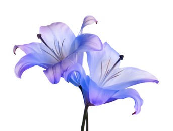 Image of Amazing lily flowers in blue and violet colors isolated on white