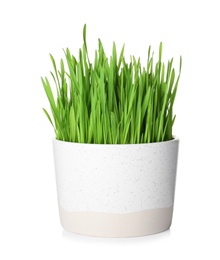 Photo of Pot with sprouted wheat grass isolated on white