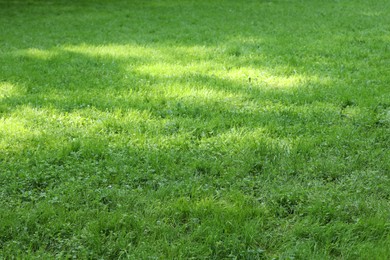 Photo of Fresh green grass growing outdoors in summer