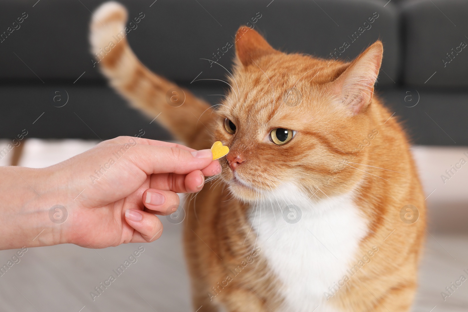 Photo of Woman giving vitamin pill to cute ginger cat indoors, closeup