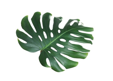 Photo of Green fresh monstera leaf isolated on white. Tropical plant