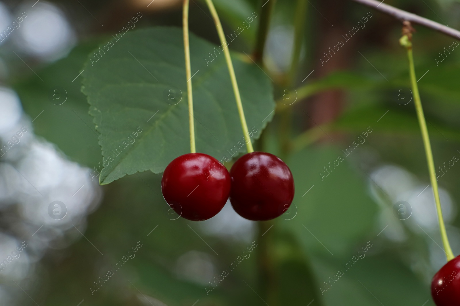 Photo of Closeup view of cherry tree with ripe red berries outdoors